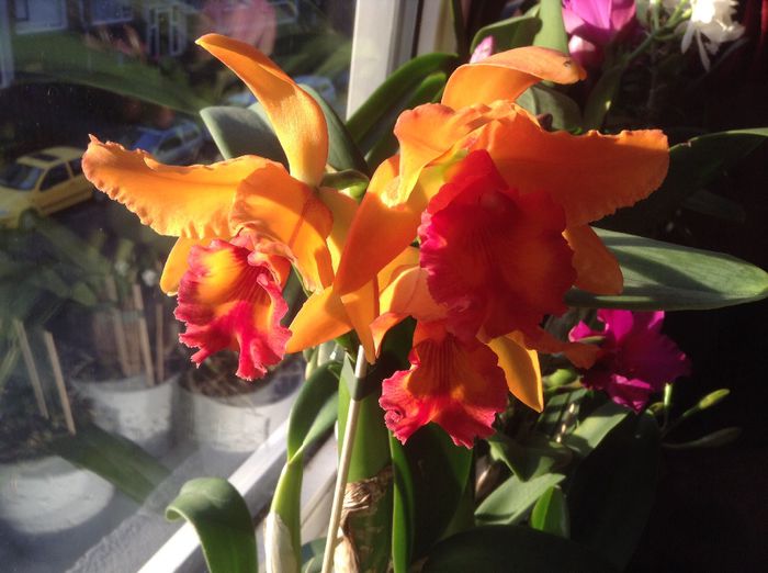 Acelasi model cu cea portocalie-galbena de mai sus! - 0 Orhidee Cattleya  propuse spre vanzare