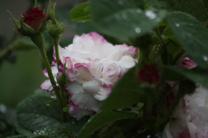 Leda - Roses 2014