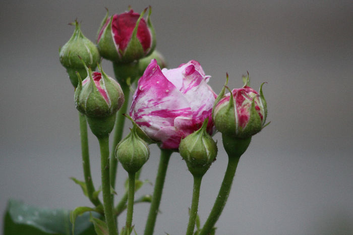 Variegata di Bologna - Roses 2014