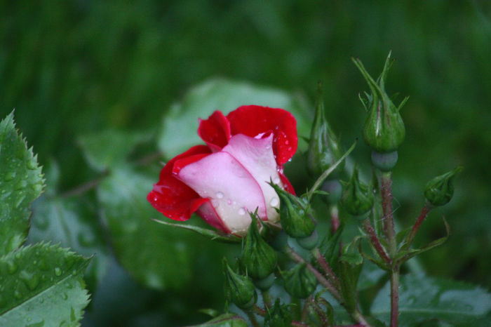 IMG_3478 - Roses 2014
