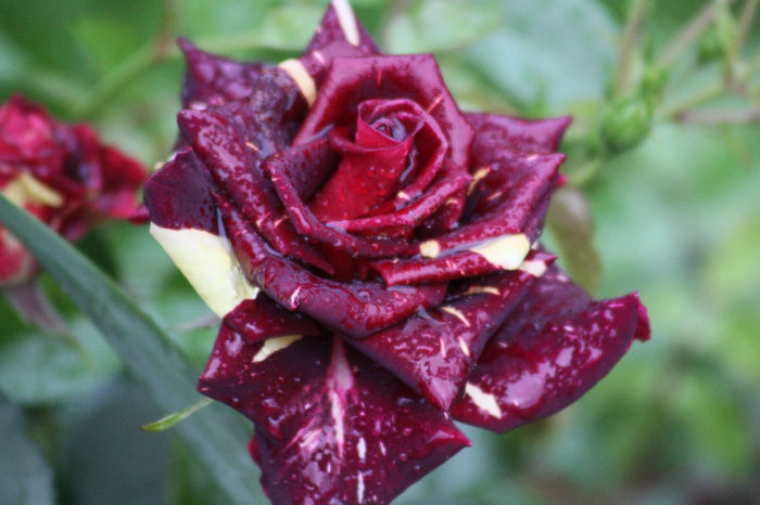 Hocus Pocus - Roses 2014