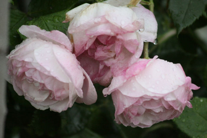Pierre Oger - Roses 2014