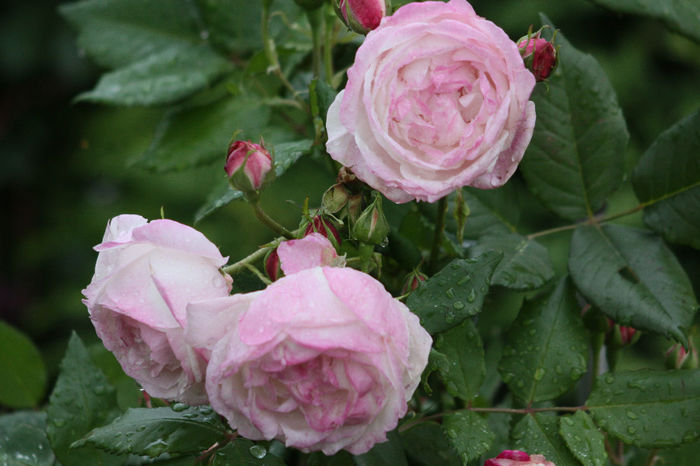 Pierre Oger - Roses 2014