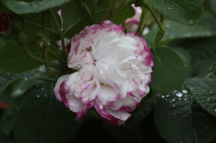 Leda - Roses 2014
