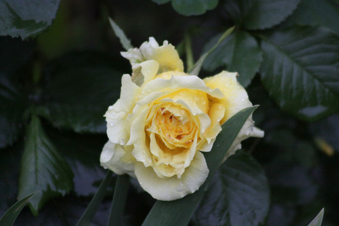 China Girl - Roses 2014