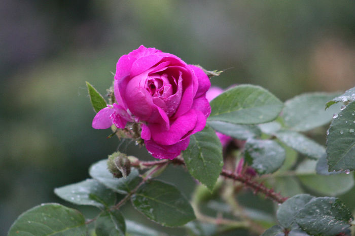 IMG_3481 - Roses 2014