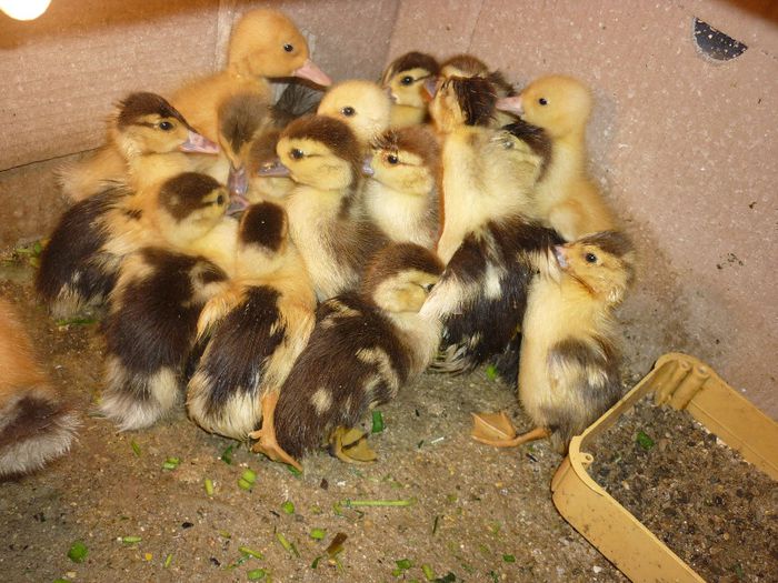 P1080233 - 9 PUI DE RATA MUTA