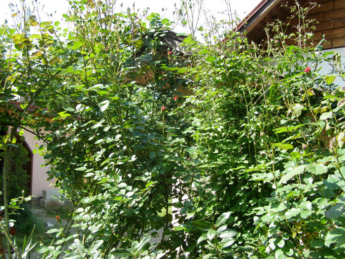 P1019102 - Gradina 2014