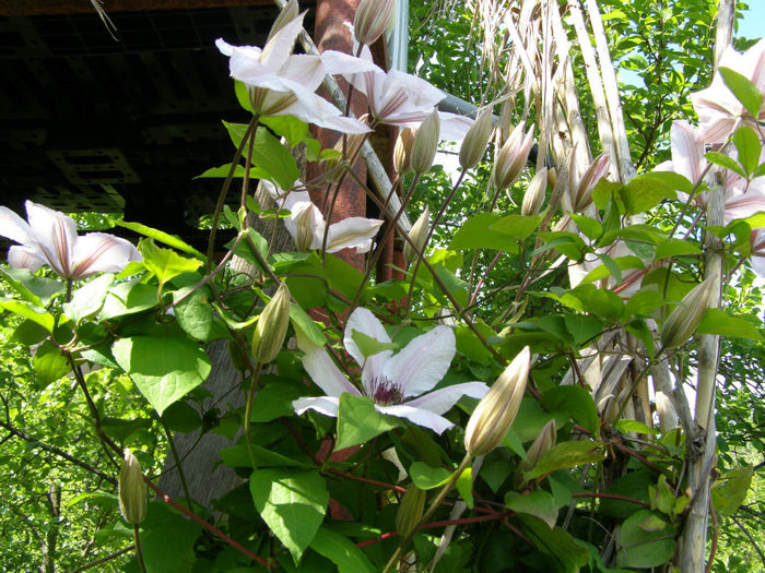 P1019107 - Gradina 2014