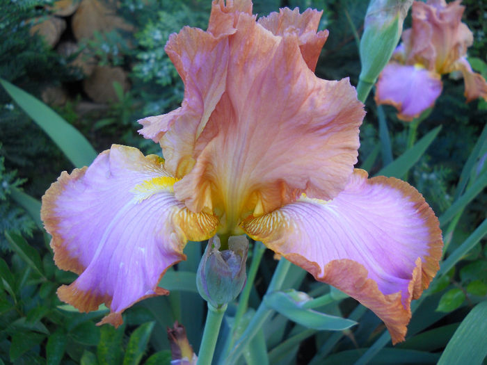 DSCN2172_006 - irisi 2014