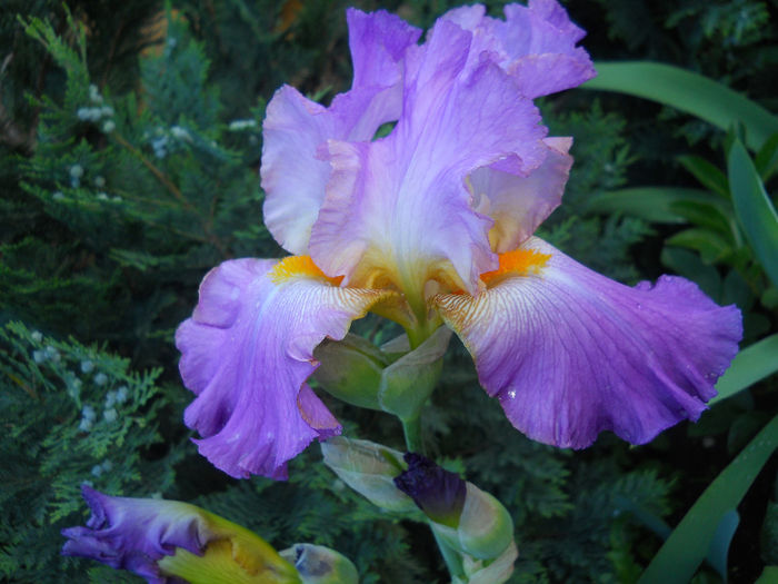 DSCN2181_015 - irisi 2014
