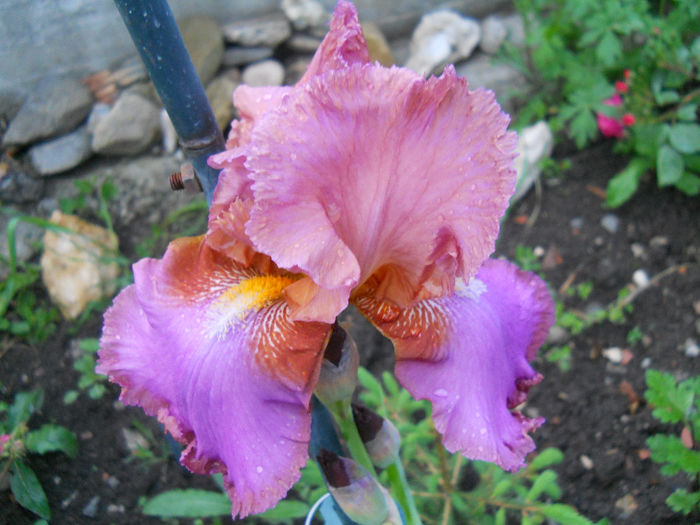 Grape Festival - irisi 2014