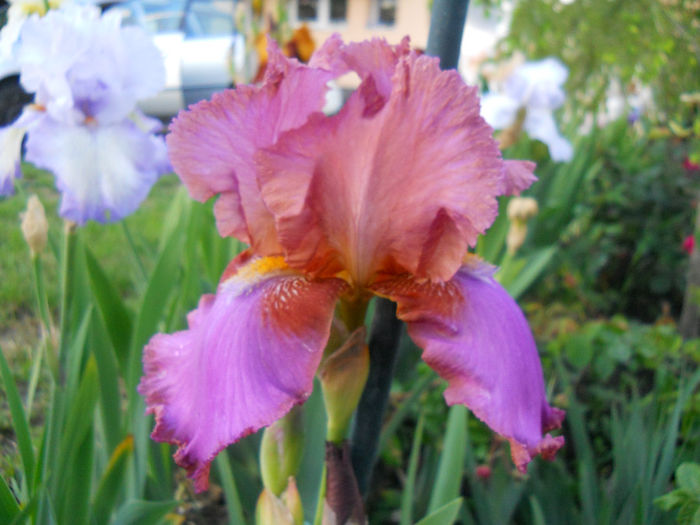 DSCN2187_021 - irisi 2014