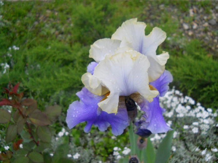 DSCN2240_074 - irisi 2014