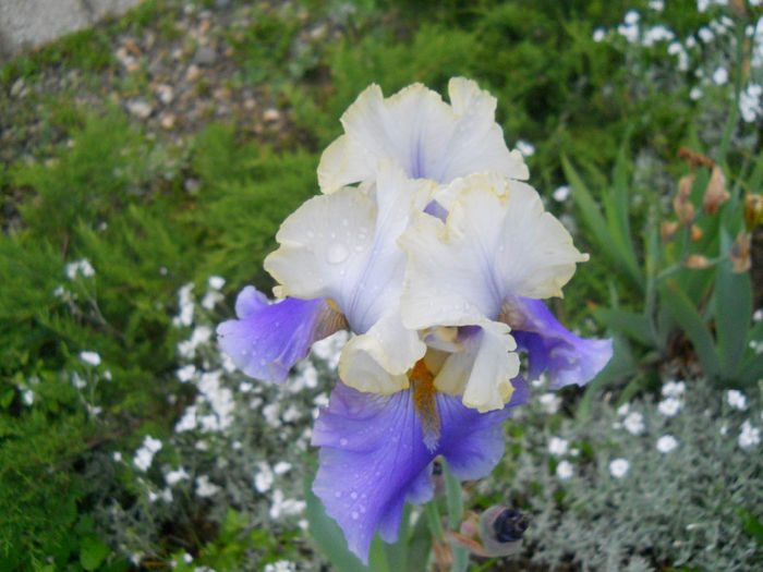 DSCN2241_075 - irisi 2014