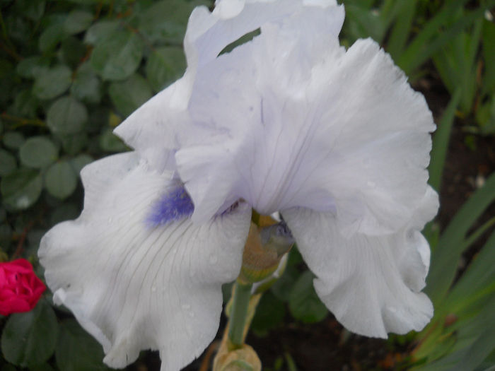 Song of Norwai - irisi 2014