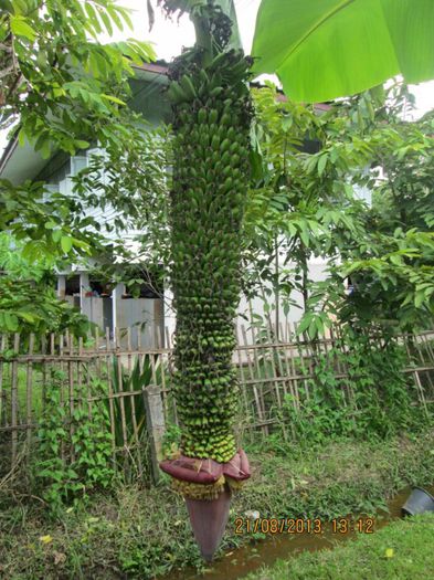 MUSA CHILIOCARPA - b_bulbi extrem de rari