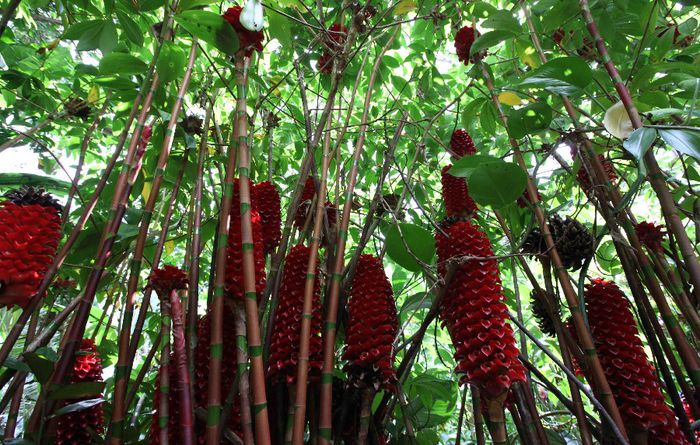 TAPEINOCHILOS Ananassae