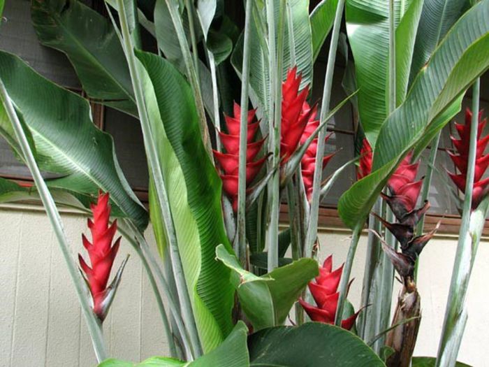 HELICONIA CARIBAEA - b_bulbi extrem de rari