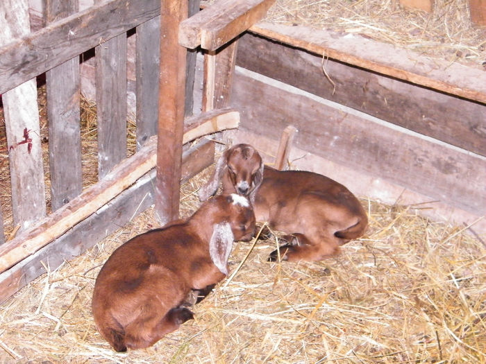 2 iedute anglonubiana