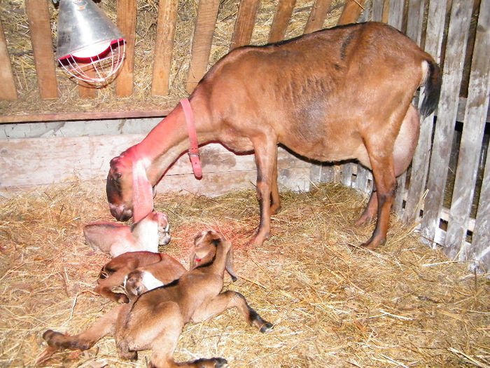 2 iedute si un tap; 15.05.2014
