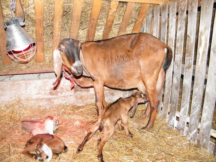 iezi anglo nubiana; 2 fete si un baiat
