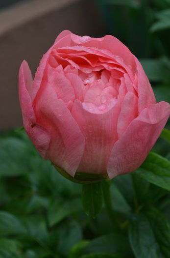 DSC_1243 - 1Gradinuta 2014