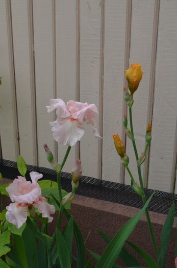 DSC_1247 - 1Gradinuta 2014