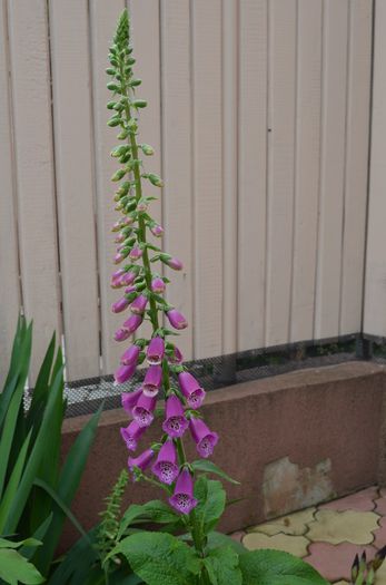 DSC_1248 - 1Gradinuta 2014