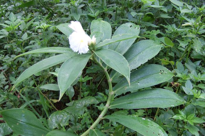 Costus speciosus - b_bulbi extrem de rari