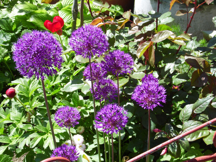 allium -ceapa decorativa - FLORI IN TOATE ANOTIMPURILE 2014