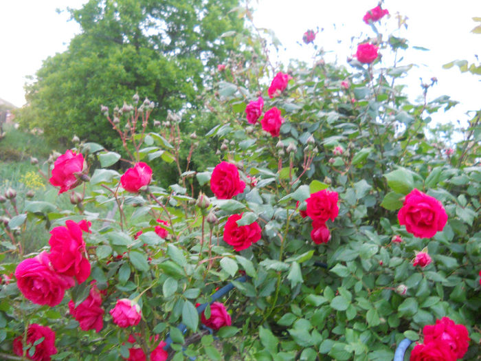 DSCN2245_079 - trandafiri 2014