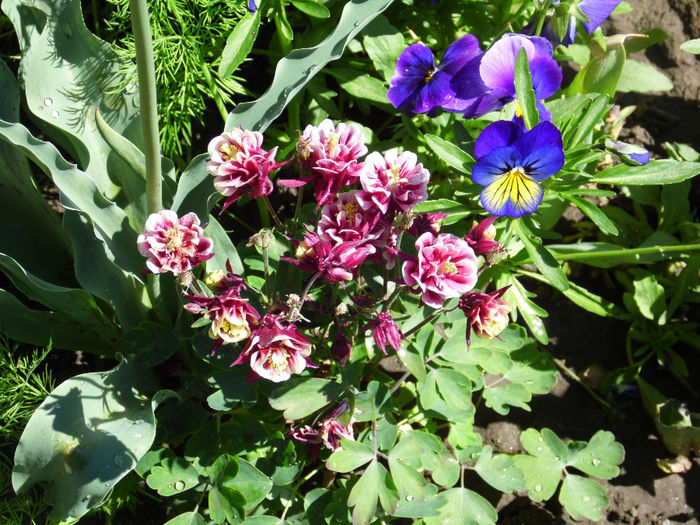 aquilegia -caldarusa - CALDARUSE