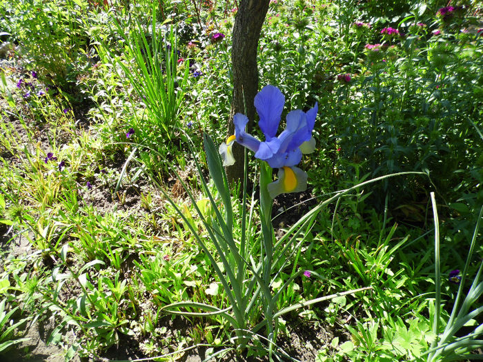 iris hollandica - IRISI
