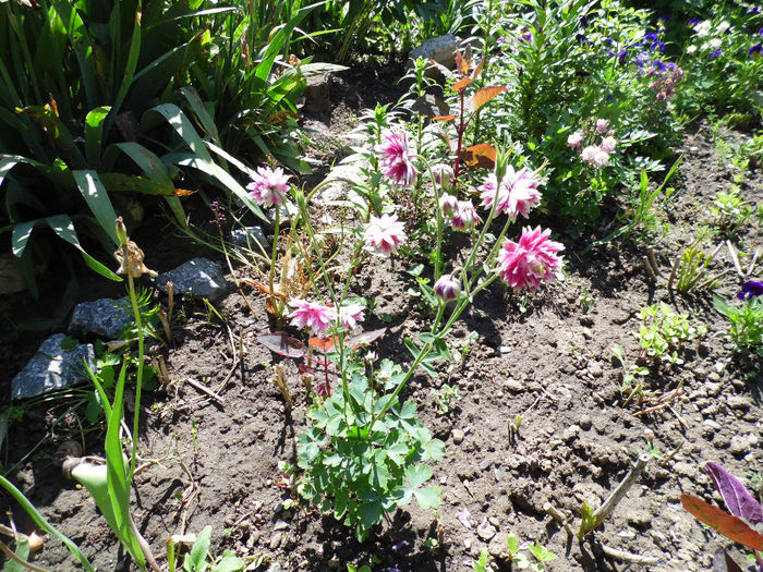 AQUILEGIA STELATA - CALDARUSE