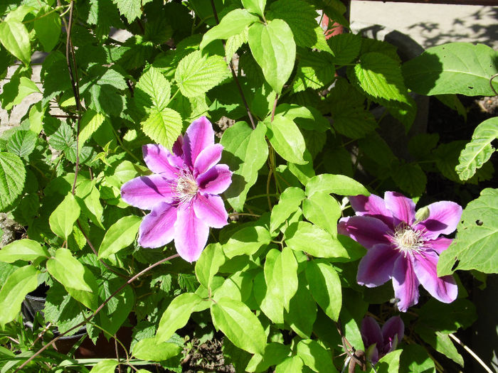 clematis - CLEMATITE