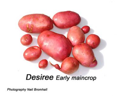 Desiree - cartofi