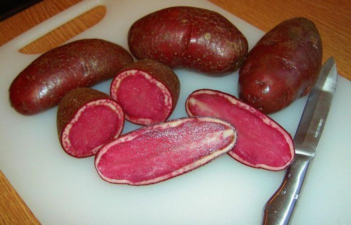 HIGHLAND BURGUNDY RED - cartofi
