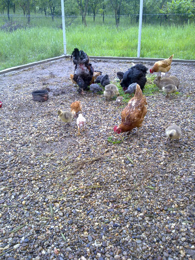 in ploaie 001 - cotetul si pasarile ce se adapostesc in el