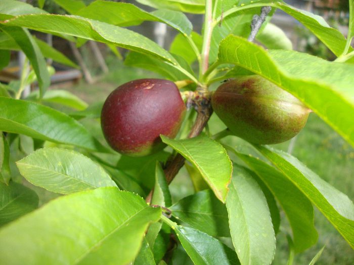 nectarin; are 2 ani si 18 nectarine
