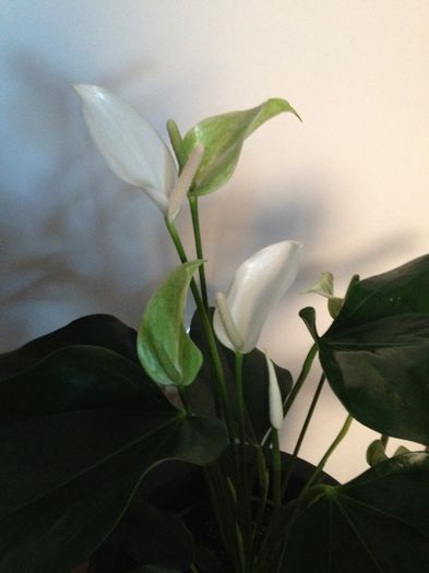 image - Anthurium