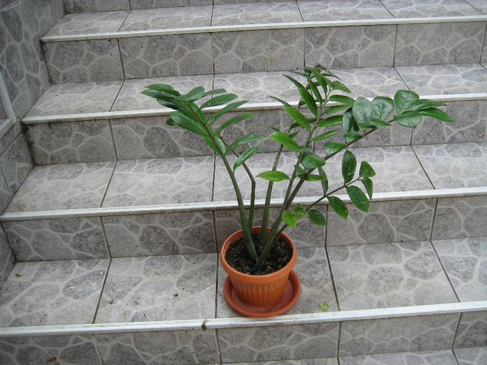 zamioculcas 20 lei - ULTIMA POSIBILITATE de vaanzare  diverse flori 2014