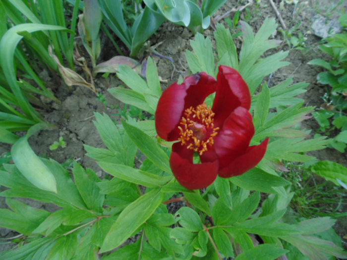 paeonia peregrina