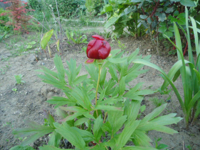 paeonia peregrina