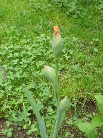 `Edward of Windsor` sau... - Iris