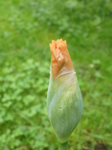 Apricot? - Iris