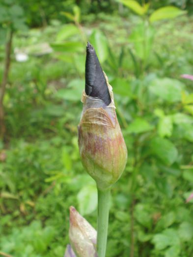 `Superstition` - Iris