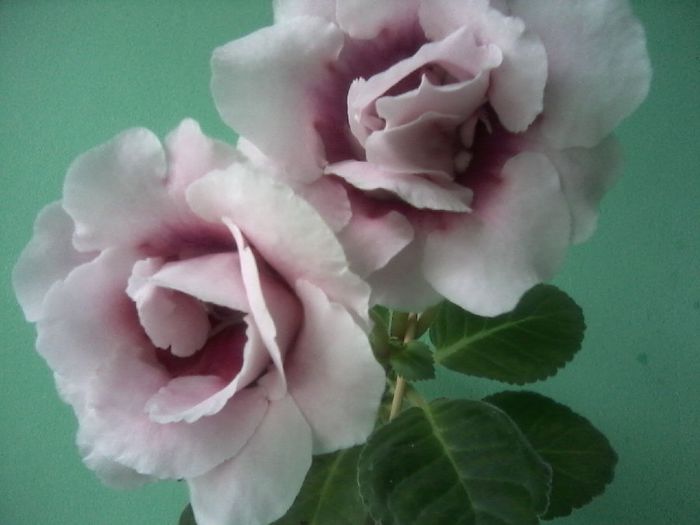  - Gloxinia 2014