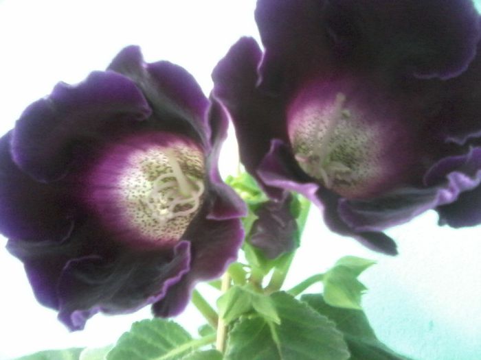  - Gloxinia 2014