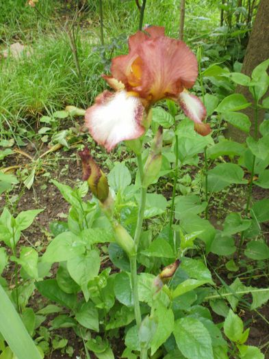  - Iris